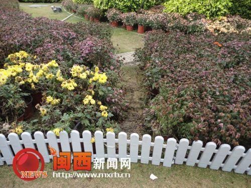 龍巖菊花展覽現不文明行為 菊花展變“菊花劫”(圖3) 展區的花叢被踩出了一條小道
